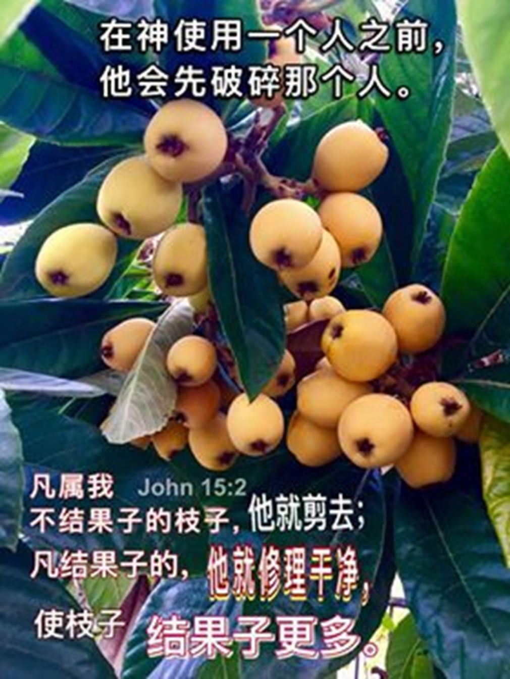 【瑾心老師心語】:站在自家花園之中，咀嚼創造的奥秘